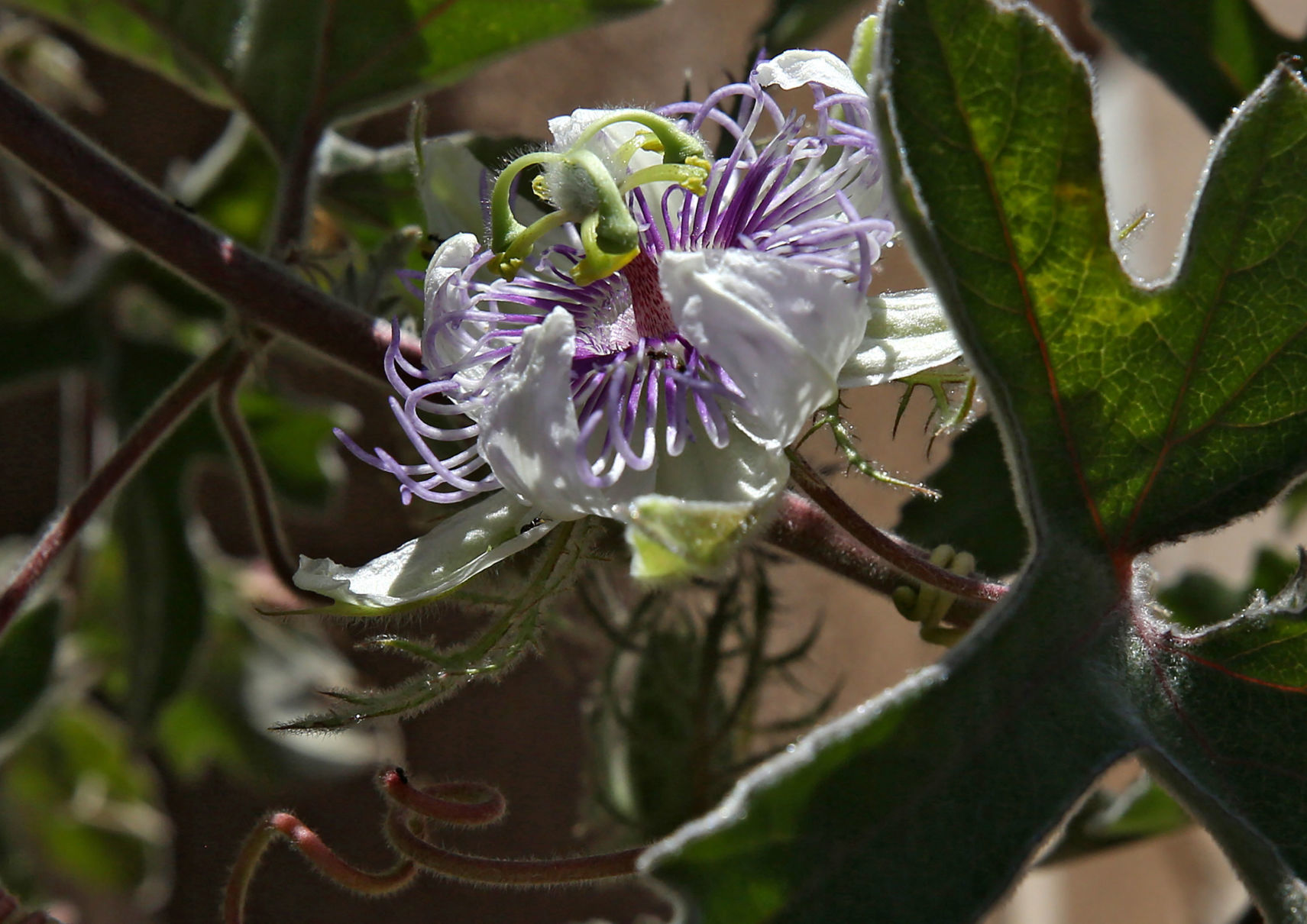 Desert Herbs